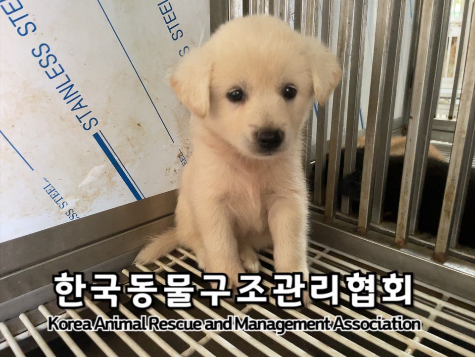 보호중 믹스견의 가…